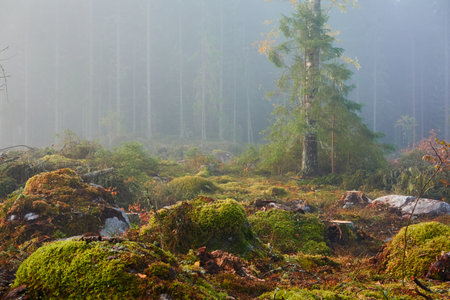 Evergreen pine forest meadow in a fog at sunrise. Trees, stones, plants. Soft sunlight. Atmospheric autumn landscape. Finland. Nature, deforestation and reforestation, wildfire, ecology themesの写真素材