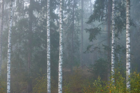 Evergreen forest in a fog at sunrise. Pine and birch trees. Cloudy day. Autumn landscape. Finland. Pure nature, environment, ecology. Panoramic viewの写真素材