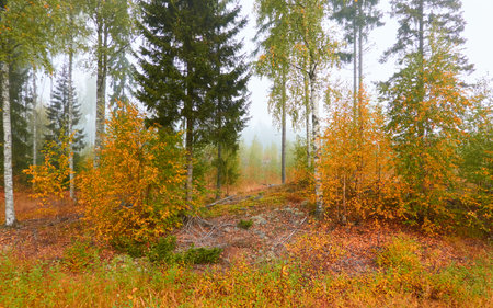 Majestic evergreen pine forest in a fog at sunrise. Mighty trees, golden plants, moss. Atmospheric autumn landscape. Finland. Nature, deforestation and reforestation, ecology, ecotourism themesの写真素材