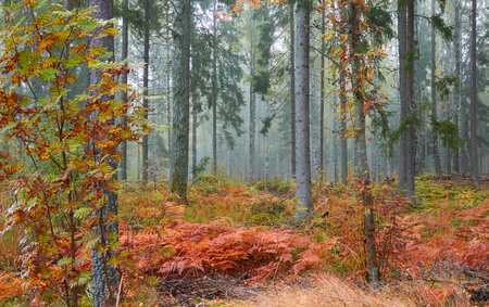 Majestic evergreen pine forest in a fog at sunrise. Mighty trees, golden plants, moss. Atmospheric autumn landscape. Finland. Nature, deforestation and reforestation, ecology, ecotourism themesの写真素材