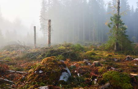 Evergreen pine forest meadow in a fog at sunrise. Trees, stones, plants. Soft sunlight. Atmospheric autumn landscape. Finland. Nature, deforestation and reforestation, wildfire, ecology themesの写真素材