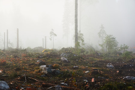 Evergreen pine forest meadow in a fog at sunrise. Trees, stones, plants. Soft sunlight. Atmospheric autumn landscape. Finland. Nature, deforestation and reforestation, wildfire, ecology themesの写真素材
