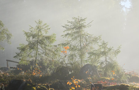 Majestic evergreen pine forest in a fog at sunrise Mighty trees, plants, moss. Sunbeams, sunshine. Atmospheric autumn landscape. Finland. Nature, deforestation and reforestation, ecology themesの写真素材