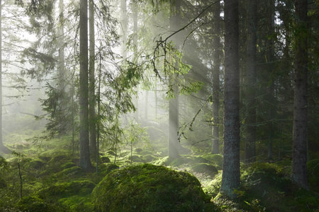 Evergreen pine forest in a fog at sunrise. Mighty trees, emerald green moss. Sunbeams, sunshine. Atmospheric mystical autumn landscape. Finland. Nature, deforestation and reforestation, ecology themesの写真素材