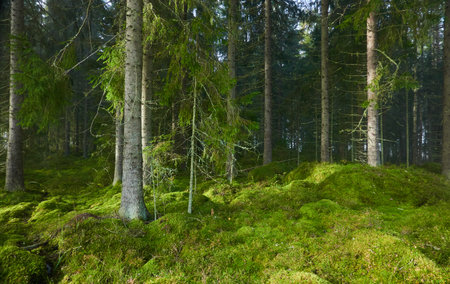 Evergreen pine forest in a fog at sunrise. Mighty trees, emerald green moss. Sunbeams, sunshine. Atmospheric mystical autumn landscape. Finland. Nature, deforestation and reforestation, ecology themesの写真素材