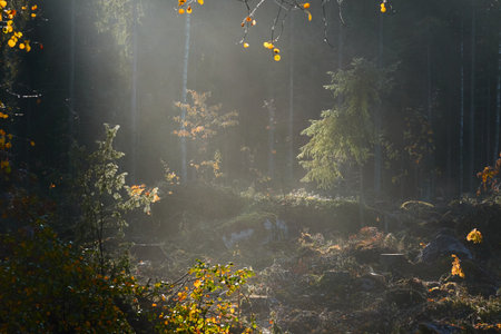 Majestic evergreen pine forest in a fog at sunrise Mighty trees, plants, moss. Sunbeams, sunshine. Atmospheric autumn landscape. Finland. Nature, deforestation and reforestation, ecology themesの写真素材
