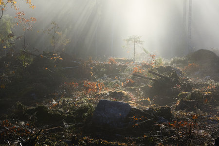 Evergreen pine forest meadow in a fog. Sunrise. Trees, stones, plants. Soft sunlight, sunbeams. Atmospheric autumn landscape. Finland. Nature, deforestation and reforestation, wildfire, ecology themeの写真素材