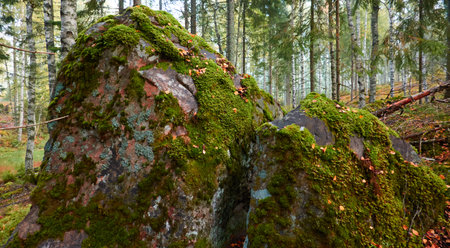 Majestic evergreen pine forest in a fog at sunrise Mighty trees, plants, moss. Atmospheric autumn landscape. Finland. Nature, deforestation and reforestation, ecology, ecotourism themesの写真素材