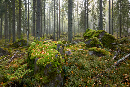 Majestic evergreen pine forest in a fog at sunrise Mighty trees, plants, moss. Atmospheric autumn landscape. Finland. Nature, deforestation and reforestation, ecology, ecotourism themesの写真素材