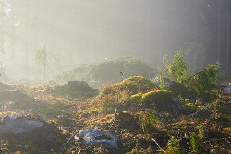 Evergreen pine forest meadow in a fog. Sunrise. Trees, stones, plants. Soft sunlight, sunbeams. Atmospheric autumn landscape. Finland. Nature, deforestation and reforestation, wildfire, ecology themeの写真素材