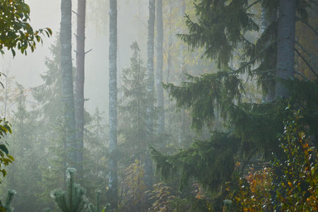 Majestic evergreen pine forest in a fog at sunrise Mighty trees, plants, moss. Atmospheric autumn landscape. Finland. Nature, deforestation and reforestation, ecology themesの写真素材