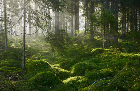 Evergreen pine forest in a fog at sunrise. Mighty trees, emerald green moss. Sunbeams, sunshine. Atmospheric mystical autumn landscape. Finland. Nature, deforestation and reforestation, ecology themesの写真素材