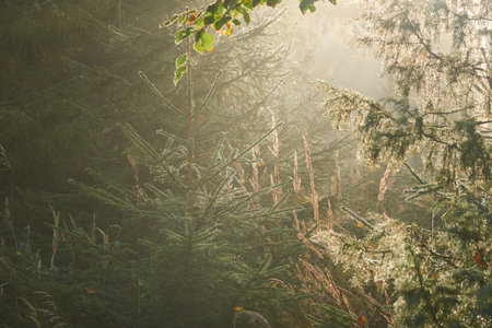 Majestic evergreen pine forest in a fog at sunrise. Mighty spruce trees, plants. Sunbeams, sunshine. Atmospheric autumn landscape. Finland. Nature, deforestation and reforestation, ecology themesの写真素材