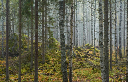 Majestic evergreen pine forest in a fog at sunrise Mighty trees, plants, moss. Atmospheric autumn landscape. Finland. Nature, deforestation and reforestation, ecology, ecotourism themesの写真素材