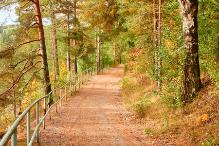 Single lane rural road (pathway) through the evergreen forest park on a sunny day. Finland. Atmospheric autumn landscape. Pure nature, ecotourism, hiking trail, nordic walking, cycling conceptsの写真素材