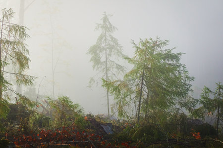 Evergreen pine forest meadow in a fog at sunrise. Trees, stones, plants. Soft sunlight. Atmospheric autumn landscape. Finland. Nature, deforestation and reforestation, wildfire, ecology themesの写真素材