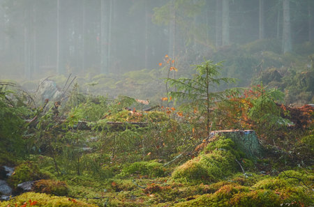 Evergreen pine forest meadow in a fog. Sunrise. Trees, stones, plants. Soft sunlight, sunbeams. Atmospheric autumn landscape. Finland. Nature, deforestation and reforestation, wildfire, ecology themeの写真素材