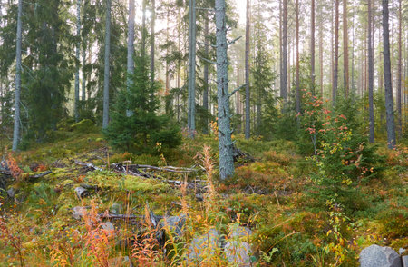 Majestic evergreen pine forest in a fog at sunrise Mighty trees, plants, moss. Atmospheric autumn landscape. Finland. Nature, deforestation and reforestation, ecology, ecotourism themesの写真素材