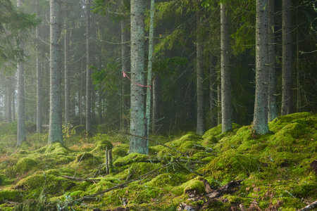 Evergreen pine forest in a fog at sunrise. Mighty trees, emerald green moss. Sunbeams, sunshine. Atmospheric mystical autumn landscape. Finland. Nature, deforestation and reforestation, ecology themesの写真素材