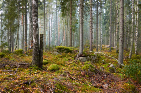 Majestic evergreen pine forest in a fog at sunrise Mighty trees, plants, moss. Atmospheric autumn landscape. Finland. Nature, deforestation and reforestation, ecology, ecotourism themesの写真素材