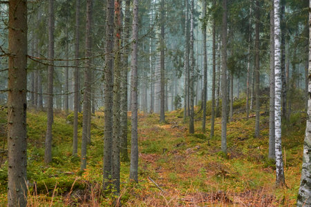 Majestic evergreen pine forest in a fog at sunrise Mighty trees, plants, moss. Atmospheric autumn landscape. Finland. Nature, deforestation and reforestation, ecology, ecotourism themesの写真素材