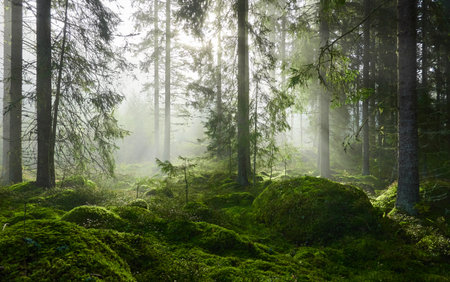 Evergreen pine forest in a fog at sunrise. Mighty trees, emerald green moss. Sunbeams, sunshine. Atmospheric mystical autumn landscape. Finland. Nature, deforestation and reforestation, ecology themesの写真素材