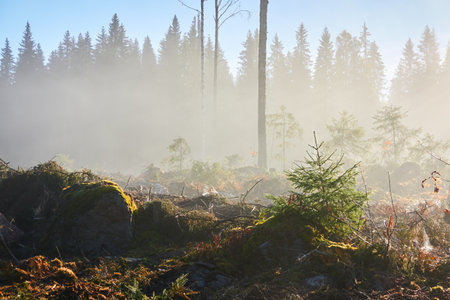 Majestic evergreen pine forest in a fog at sunrise Mighty trees, plants, moss. Sunbeams, sunshine. Atmospheric autumn landscape. Finland. Nature, deforestation and reforestation, ecology themesの写真素材
