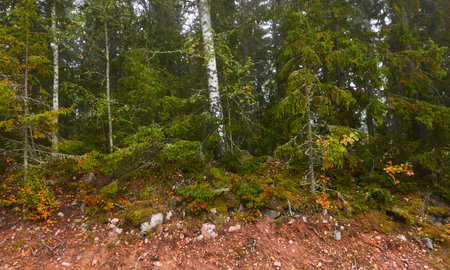Majestic evergreen pine forest in a fog at sunrise. Mighty trees, golden plants, moss. Atmospheric autumn landscape. Finland. Nature, deforestation and reforestation, ecology, ecotourism themesの写真素材
