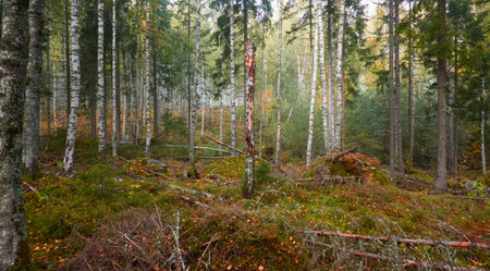 Majestic evergreen pine forest in a fog at sunrise Mighty trees, plants, moss. Atmospheric autumn landscape. Finland. Nature, deforestation and reforestation, ecology, ecotourism themesの写真素材