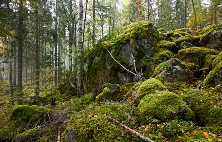 Majestic evergreen pine forest in a fog at sunrise. Mighty trees, tones, moss, lichen, plants. Atmospheric autumn landscape. Finland. Nature, deforestation and reforestation, ecology, ecotourism themeの写真素材