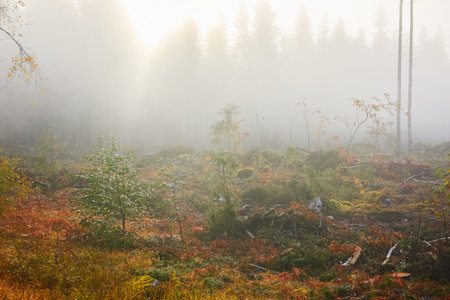 Evergreen pine forest meadow in a fog at sunrise. Trees, stones, plants. Soft sunlight. Atmospheric autumn landscape. Finland. Nature, deforestation and reforestation, wildfire, ecology themesの写真素材