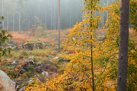 Majestic evergreen pine forest in a fog at sunrise. Mighty trees, golden plants, moss. Atmospheric autumn landscape. Finland. Nature, deforestation and reforestation, ecology, ecotourism themesの写真素材