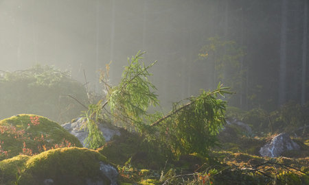 Evergreen pine forest meadow in a fog. Sunrise. Trees, stones, plants. Soft sunlight, sunbeams. Atmospheric autumn landscape. Finland. Nature, deforestation and reforestation, wildfire, ecology themeの写真素材