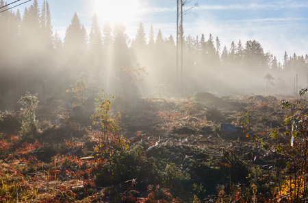 Majestic evergreen pine forest in a fog at sunrise Mighty trees, plants, moss. Sunbeams, sunshine. Atmospheric autumn landscape. Finland. Nature, deforestation and reforestation, ecology themesの写真素材