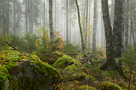 Majestic evergreen pine forest in a fog at sunrise Mighty trees, plants, moss. Atmospheric autumn landscape. Finland. Nature, deforestation and reforestation, ecology, ecotourism themesの写真素材