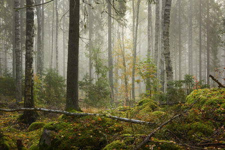 Majestic evergreen pine forest in a fog at sunrise Mighty trees, plants, moss. Atmospheric autumn landscape. Finland. Nature, deforestation and reforestation, ecology, ecotourism themesの写真素材
