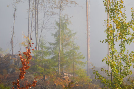Majestic evergreen pine forest in a fog at sunrise. Mighty trees, golden plants, moss. Atmospheric autumn landscape. Finland. Nature, deforestation and reforestation, ecology, ecotourism themesの写真素材