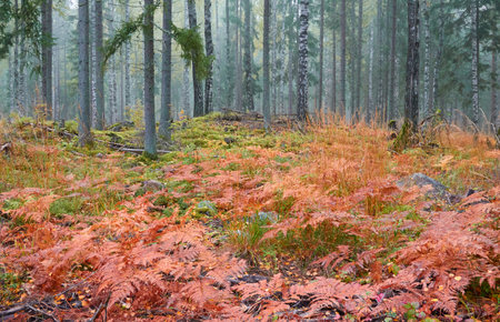 Majestic evergreen pine forest in a fog at sunrise. Mighty trees, golden plants, moss. Atmospheric autumn landscape. Finland. Nature, deforestation and reforestation, ecology, ecotourism themesの写真素材