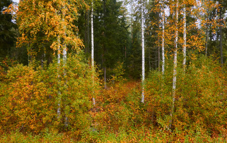 Majestic evergreen pine forest in a fog at sunrise. Mighty trees, golden plants, moss. Atmospheric autumn landscape. Finland. Nature, deforestation and reforestation, ecology, ecotourism themesの写真素材