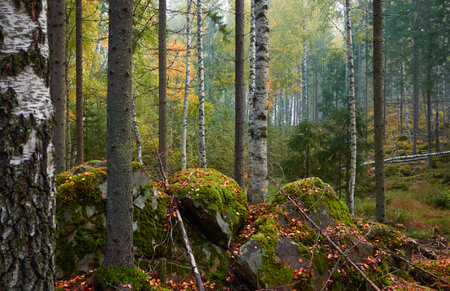 Majestic evergreen pine forest in a fog at sunrise Mighty trees, plants, moss. Atmospheric autumn landscape. Finland. Nature, deforestation and reforestation, ecology, ecotourism themesの写真素材
