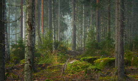 Majestic evergreen pine forest in a fog at sunrise Mighty trees, plants, moss. Atmospheric autumn landscape. Finland. Nature, deforestation and reforestation, ecology, ecotourism themesの写真素材