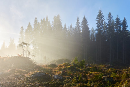 Majestic evergreen pine forest in a fog at sunrise Mighty trees, plants, moss. Sunbeams, sunshine. Atmospheric autumn landscape. Finland. Nature, deforestation and reforestation, ecology themesの写真素材