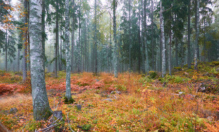 Majestic evergreen pine forest in a fog at sunrise. Mighty trees, golden plants, moss. Atmospheric autumn landscape. Finland. Nature, deforestation and reforestation, ecology, ecotourism themesの写真素材
