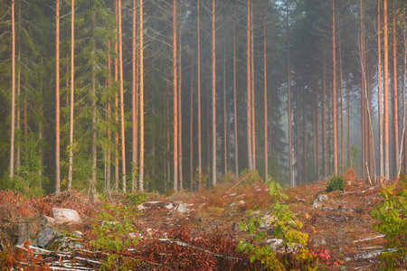 Evergreen pine forest meadow in a fog at sunrise. Trees, stones, plants. Soft sunlight. Atmospheric autumn landscape. Finland. Nature, deforestation and reforestation, wildfire, ecology themesの写真素材