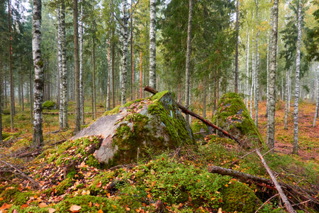 Majestic evergreen pine forest in a fog at sunrise Mighty trees, plants, moss. Atmospheric autumn landscape. Finland. Nature, deforestation and reforestation, ecology, ecotourism themesの写真素材
