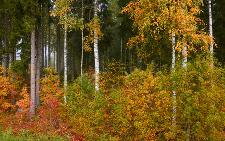 Majestic evergreen pine forest in a fog at sunrise. Mighty trees, golden plants, moss. Atmospheric autumn landscape. Finland. Nature, deforestation and reforestation, ecology, ecotourism themesの写真素材