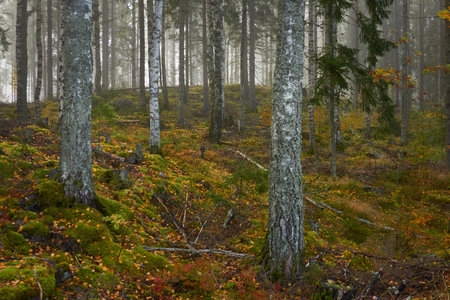 Majestic evergreen pine forest in a fog at sunrise Mighty trees, plants, moss. Atmospheric autumn landscape. Finland. Nature, deforestation and reforestation, ecology, ecotourism themesの写真素材