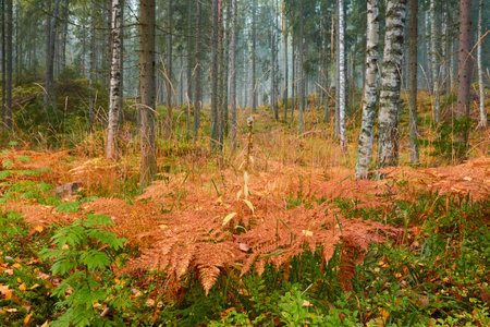 Majestic evergreen pine forest in a fog at sunrise. Mighty trees, golden plants, moss. Atmospheric autumn landscape. Finland. Nature, deforestation and reforestation, ecology, ecotourism themesの写真素材