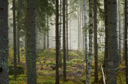 Majestic evergreen pine forest in a fog at sunrise Mighty trees, plants, moss. Atmospheric autumn landscape. Finland. Nature, deforestation and reforestation, ecology, ecotourism themesの写真素材