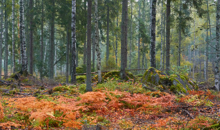 Majestic evergreen pine forest in a fog at sunrise. Mighty trees, golden plants, moss. Atmospheric autumn landscape. Finland. Nature, deforestation and reforestation, ecology, ecotourism themesの写真素材